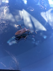 Acanthocephala terminalis