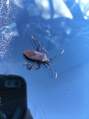 Acanthocephala terminalis