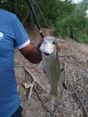 Micropterus salmoides