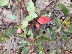 Eucalyptus incrassata