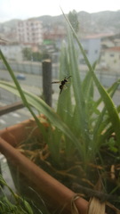 Eumeninae