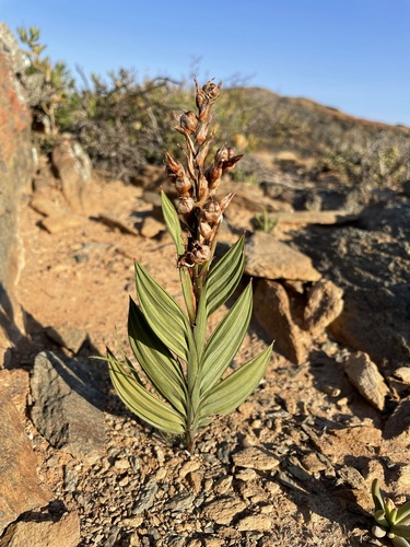 Image of Babiana salteri by (c) Matt Berger, some rights reserved (CC BY)