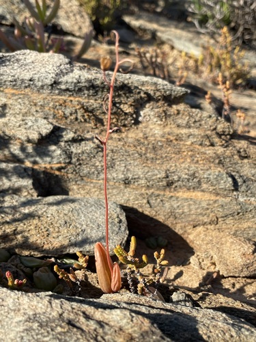 Bulbine diphylla