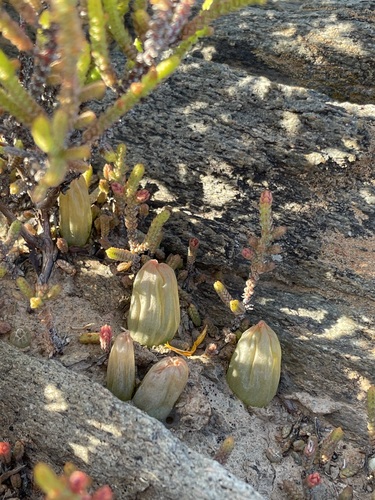 Bulbine diphylla