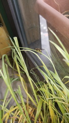 Eumeninae