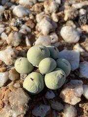 Conophytum calculus calculus