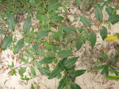 Polyscias zippeliana