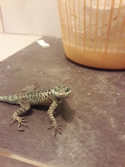 Tropidurus etheridgei