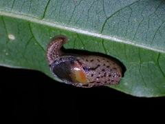 Ostracolethinae