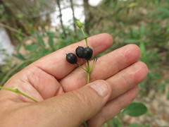 Polyscias zippeliana