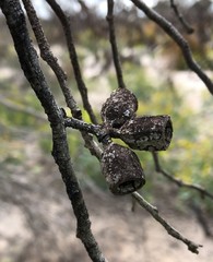 Eucalyptus incrassata