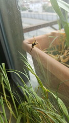 Eumeninae