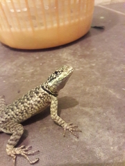 Tropidurus etheridgei