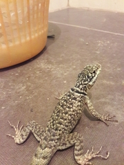 Tropidurus etheridgei