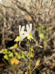 Nemesia anisocarpa