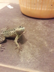 Tropidurus etheridgei