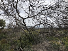 Eucalyptus incrassata