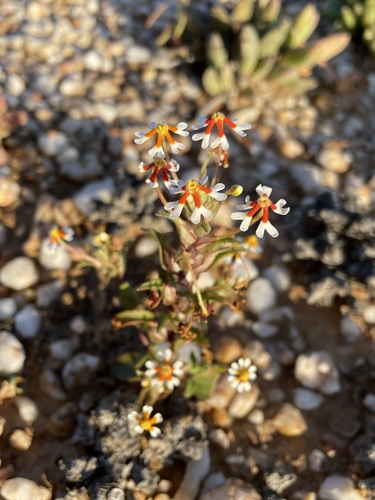 Image of Zaluzianskya pumila by (c) Matt Berger, some rights reserved (CC BY)