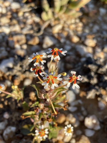 Image of Zaluzianskya pumila by (c) Matt Berger, some rights reserved (CC BY)