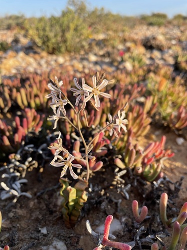Trachyandra tortilis