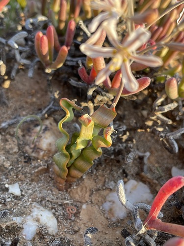 Trachyandra tortilis
