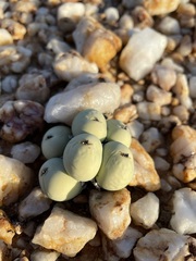 Conophytum calculus