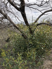 Eucalyptus incrassata