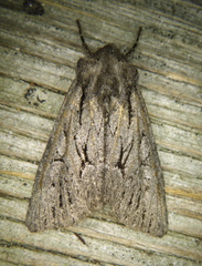 Fishia yosemitae