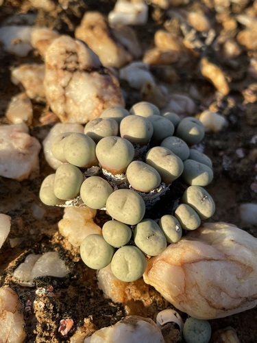 Conophytum minutum