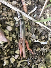 Aspidoscelis angusticeps