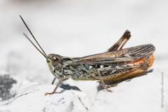 Chorthippus eisentrauti