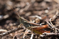 Chorthippus eisentrauti