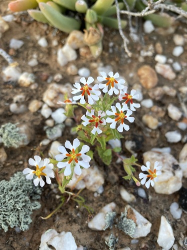 Image of Zaluzianskya pumila by (c) Matt Berger, some rights reserved (CC BY)
