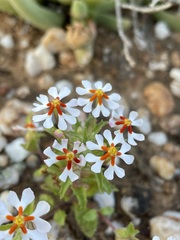 Dwarf Nigella (Zaluzianskya pumila)