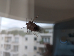 Halyomorpha halys