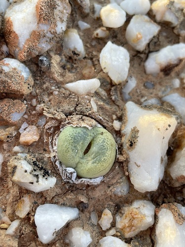 Conophytum subfenestratum