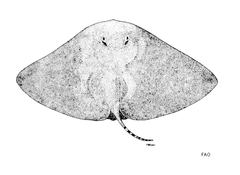 Japanese Butterflyray photo 4