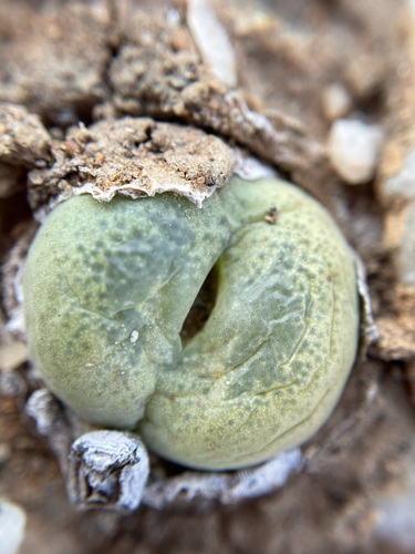 Conophytum subfenestratum
