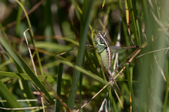 Pachytrachis striolatus