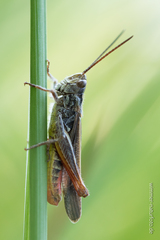 Chorthippus eisentrauti