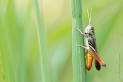 Chorthippus eisentrauti