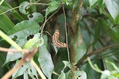 Athyma nefte subrata