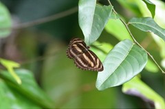 Athyma nefte subrata
