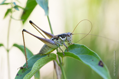 Pachytrachis striolatus