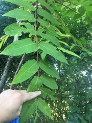 Ailanthus altissima
