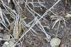 Pachytrachis striolatus