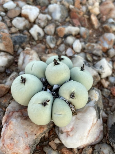 Conophytum calculus
