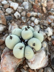 Conophytum calculus