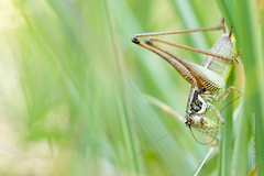 Pachytrachis striolatus