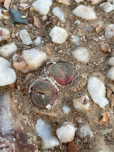 Conophytum subfenestratum